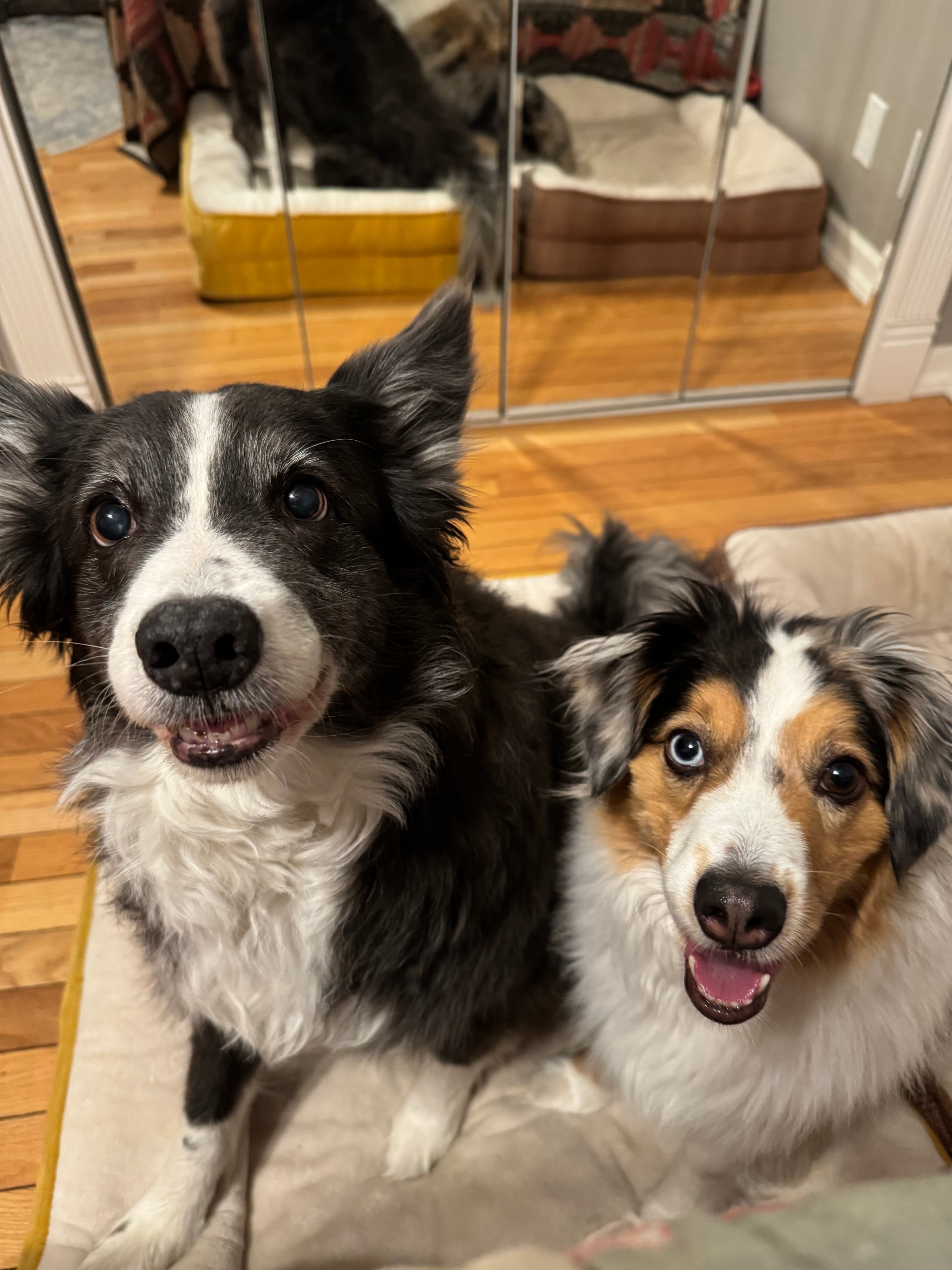 Harley and Olive — the real dogs behind the series