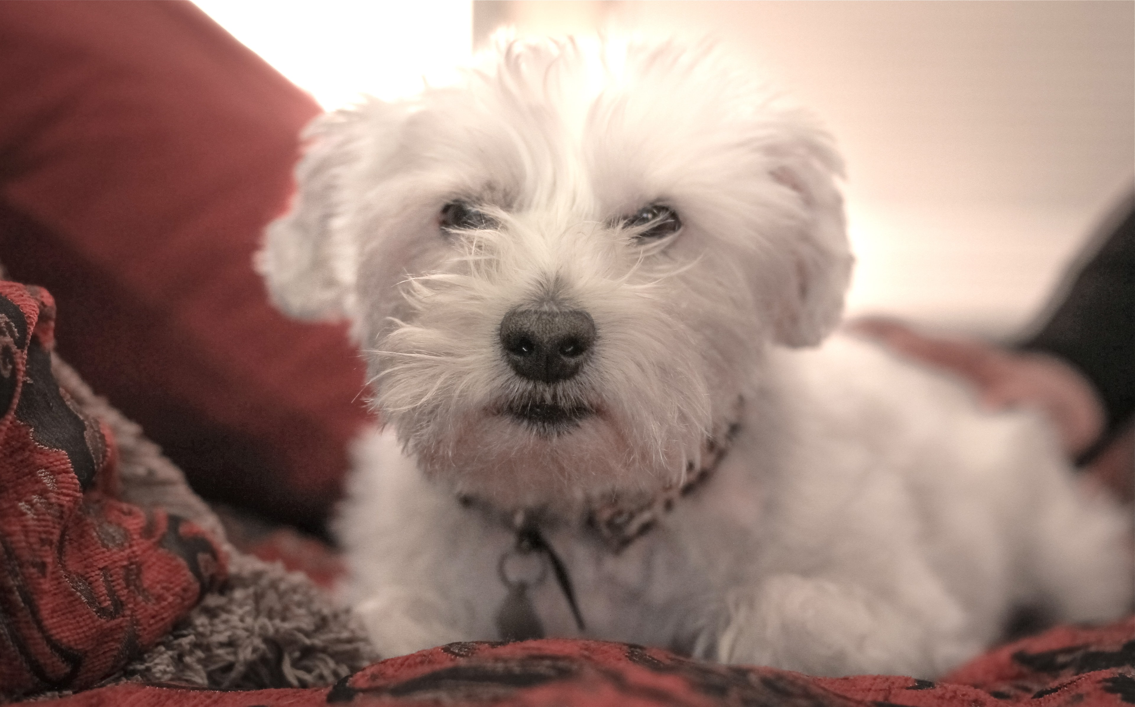Matilda — the real Jack Russell Terrier behind the story